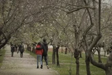 La primavera ser "muy intensa" en concentracin de polen en Madrid y Toledo a causa de la borrasca Filomena