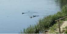 Забруднена вода з Десни вже досягла Київської області - Держводагентство