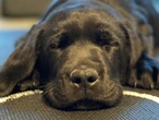 Deadly virus spreading among Sydney pets