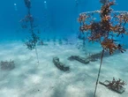 Creepy ‘town’ discovered under water