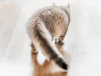 Woman died of covid, eaten by pet cats