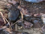 Revolting pic shows new mouse danger