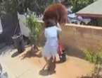 Fearless dog owner fights off bear