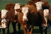 May inflation still below 3%, but meat and other food much pricier