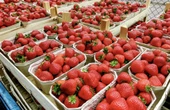 Jak rozpoznać polskie truskawki? Z taką wiedzą unikniesz kupienia gorszych owoców