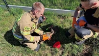 Na ratunek sarence. Zwierzę wpadło do dołka