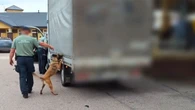 Odkrycie podczas kontroli. Psi nos pogrążył kierowcę