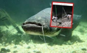 Gigantyczny sum złowiony na Warmii. A do rekordu wciąż daleko