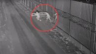 300 prób nielegalnego przekroczenia granicy. Nagrania z Podlasia