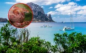 Węże na Ibizie. Turyści w strachu przed kąpielą