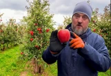 Sadownik pokazał, jak market zarabia za jabłkach. Tak rodzi się nowy trend - samozbiory