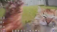 Kot z Ukrainy kontra dron. Zaskakujący finał pojedynku