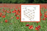 Afrykański upał nad Polską. Gdzie spodziewać się burz?