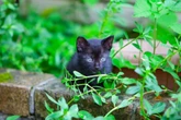 Zorro uratowany. Akcja ratunkowa na autostradzie we Włoszech