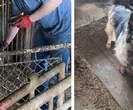 Psy trzymano w koszmarnych warunkach. Teraz są nie do poznania