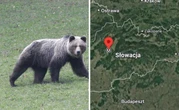 Biegacz zaatakowany przez niedźwiedzia na Słowacji. Poważne obrażenia
