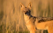 Klimat się zmienia, fauna też. Egzotyczne zwierzęta coraz częściej widziane w Polsce