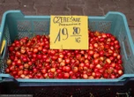 Czereśnie. Ceny niższe, ale zbiory zagrożone