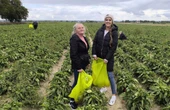 Zaczęło się cwaniakowanie przy samozbiorach. Markety też chcą towar za pół darmo
