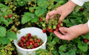 Nikt nie chce zbierać truskawek. Plantatorzy mają coraz większy problem