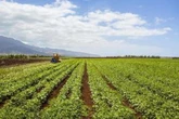 6 Hawaii businesses awarded $250K each to ramp up agricultural production