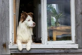 La Ley de Propiedad Horizontal sentencia: esto ocurre si el perro o gato de un vecino genera molestias en la comunidad