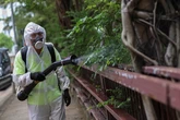 España ya es vulnerable "a brotes locales" de chikungunya por la expansión del mosquito tigre