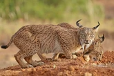 El milagro del lince ibérico: de 94 ejemplares a principios de siglo a los 2.633 de hoy