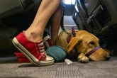 Bruselas actualiza las normas de viaje para mascotas y fija un máximo de cinco animales por vehículo
