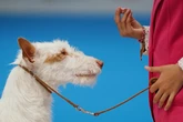 ¿Se sobrevacuna a las mascotas? Las recuerdos vacunales pueden relajarse si hay inmunidad