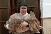 Las monjas que evitan la desaparición del conejo gigante español: "Hay gente que se burla"