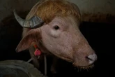 El búfalo albino de 700 kilos "Donald Trump": tiene su mismo peinado y color de pelo