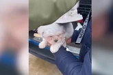 Desarticulan una red criminal en Ávila que vendió a más de 600 víctimas cachorros enfermos y con documentación falsa