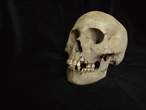 La peste negra ya causaba estragos hace 5.500 años