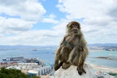 Comer tierra para desintoxicarse de la comida basura: la técnica de los macacos de Gibraltar para evitar dolores de estómago