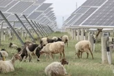 El milagro del desierto tibetano: cómo el mayor parque solar del mundo acabó creando pastizales para 20.000 ovejas