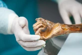 Ötzi, el hombre de hielo, no estaba solo: hallan microorganismos que lo acompañan desde la Edad del Cobre
