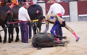 Gloriosa oda al toro 'Cantaor': la excelencia de Victoriano del Río se cita, otra vez, con Las Ventas