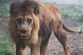 Djibo, el león más viejo de Europa, muere a los 27 años: "Fue secuestrado por un circo, estaba muy débil"