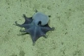 Descubren un pulpo azul en las Galápagos que cabe en la palma de la mano