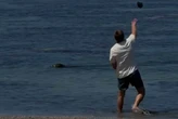 Agentes estadounidenses detienen a un turista que lanzó una piedra a la cabeza a una foca monje hawaiana, una especie en peligro de extinción