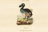Más cerca de 'desextinguir' al dodo: los avances de Colossal Biosciences para crear una criatura parecida a esta ave de un metro de altura