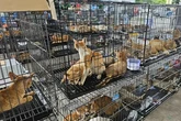 Rescatan en Vietnam a 400 gatos que iban a ser vendidos para comer