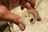 Fiebre de Crimea-Congo y Lyme: así avanzan las enfermedades por garrapatas en España