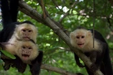 El secreto de los monos capuchinos para sobrevivir al apocalipsis climático: la unión ya no hace la fuerza