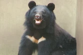 Una ciudad japonesa cierra todas sus escuelas por la presencia de osos en las calles