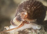 El caracol vampiro que succiona la sangre de los peces dormidos, candidato a Molusco del Año