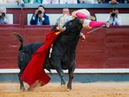El novillero catalán Mario Vilau "tuvo mucha suerte" con la cornada, según el doctor García Padrós