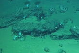 Hallan el mayor y más profundo cementerio de ballenas con restos de 3,5 millones de años