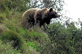 Observan un oso pardo corriendo por la carretera NA-140, entre Ochagavia y Ezcaroz (Navarra)